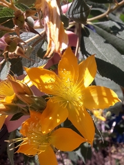 Mentzelia arborescens