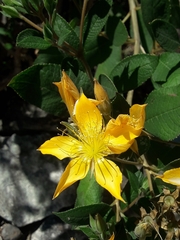 Mentzelia arborescens