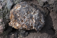 Daleomyces phillipsii