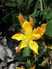 Mentzelia arborescens