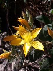 Mentzelia arborescens