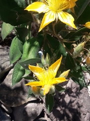 Mentzelia arborescens