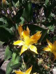 Mentzelia arborescens