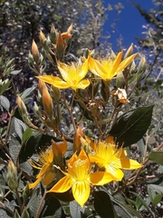 Mentzelia arborescens