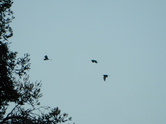 Egretta tricolor image