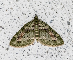 Chloroclystis rubroviridis
