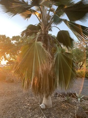Pritchardia