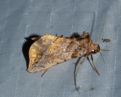 Pseudeva purpurigera