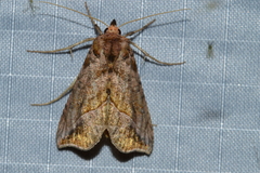 Pseudeva purpurigera