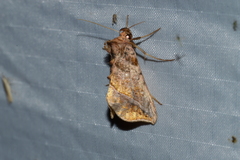 Pseudeva purpurigera