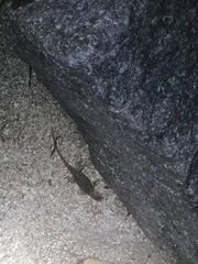 Sceloporus hunsakeri