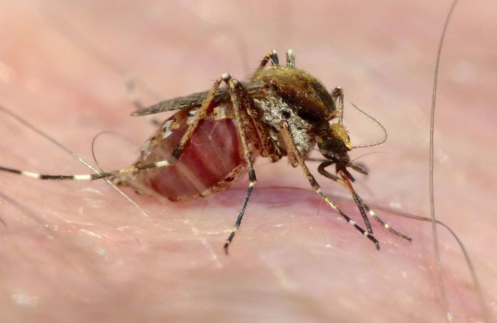 Eastern Saltmarsh Mosquito