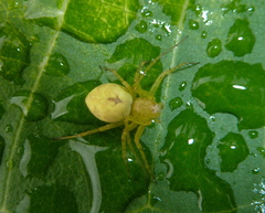 Oxyopes punctatus