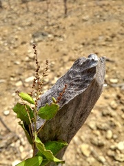 Fraunhofera multiflora