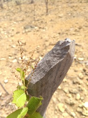 Fraunhofera multiflora