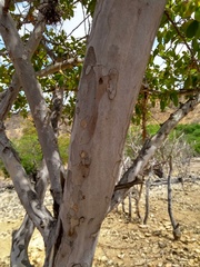 Fraunhofera multiflora