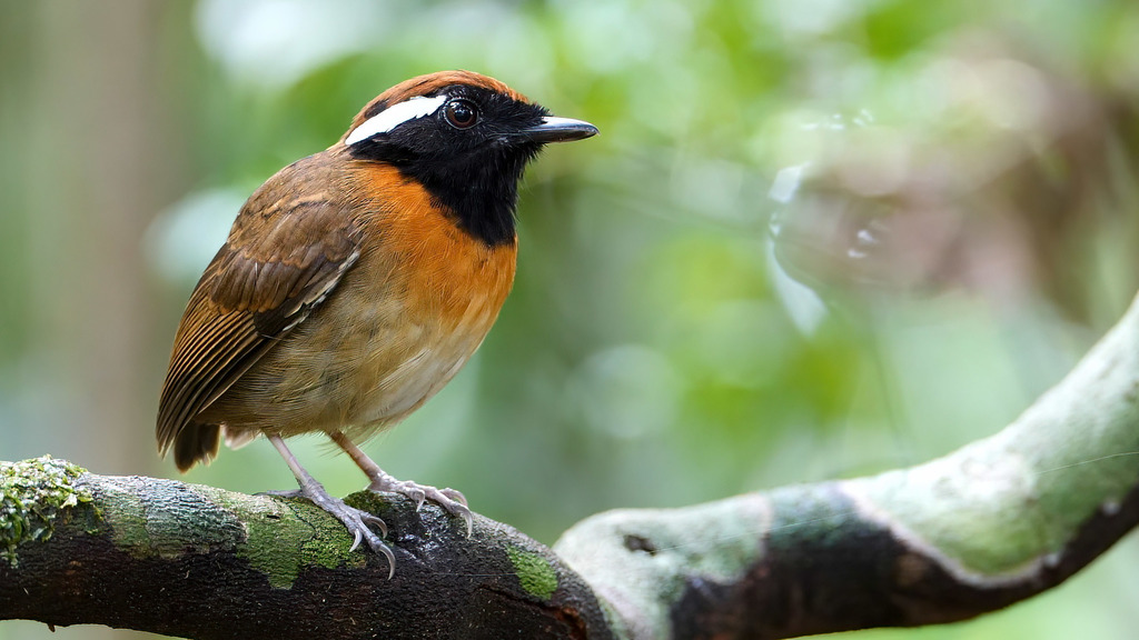 Chestnut-belted Gnateater photo