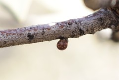 Neuroterus alexandrae