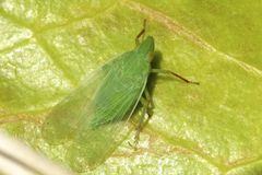 Rhynchomitra microrhina