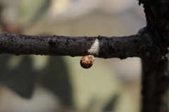 Neuroterus alexandrae