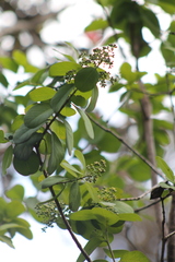 Santalum paniculatum
