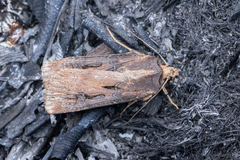 Agrotis robusta