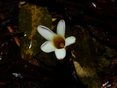 Voyria clavata