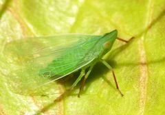 Rhynchomitra microrhina