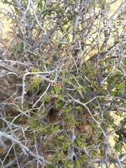 Calliandra depauperata