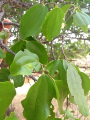 Sarcomphalus joazeiro
