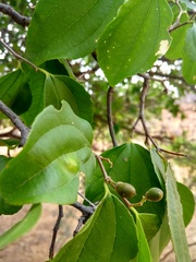 Sarcomphalus joazeiro