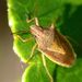 Rice Stink Bug - Photo (c) Steve Kerr, some rights reserved (CC BY), uploaded by Steve Kerr