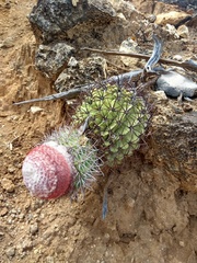 Melocactus pachyacanthus