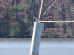 Phalacrocorax carbo carbo