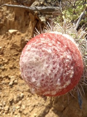 Melocactus pachyacanthus
