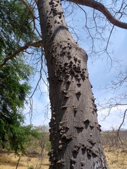 Anadenanthera colubrina cebil