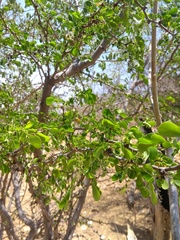 Pithecellobium diversifolium