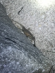 Sceloporus hunsakeri