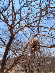 Tillandsia streptocarpa