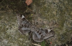 Hedylidae