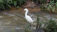 Egretta thula
