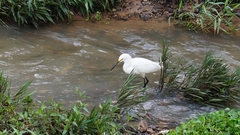 Egretta thula