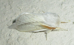 Beralade perobliqua perobliqua