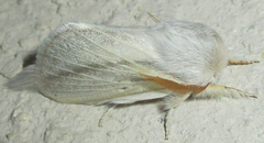 Beralade perobliqua perobliqua