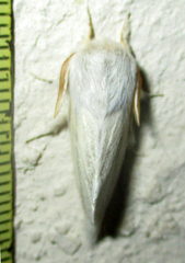 Beralade perobliqua perobliqua