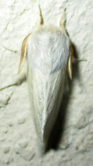 Beralade perobliqua perobliqua