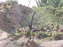 Melocactus curvispinus