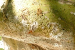 Camponotus hannani