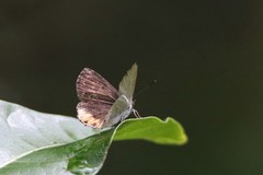 Pseudodipsas eone