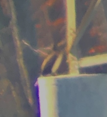 Phalacrocorax carbo carbo